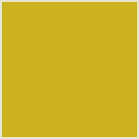 CDB21F Hex Color Image (GOLDEN GRASS, YELLOW)